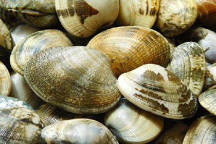 vongole