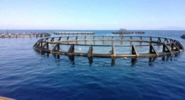 acquacoltura rame_3