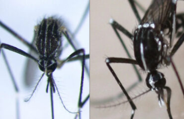 Particolari di Aedes koreicus (sinistra) e Aedes albopictus (destra)