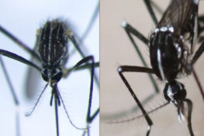 Particolari di Aedes koreicus (sinistra) e Aedes albopictus (destra)