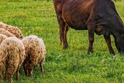 animali-banner-nuovo
