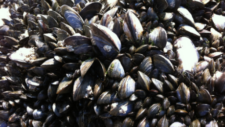 cozze