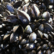 cozze