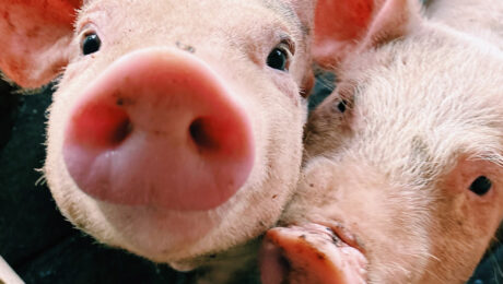 Documentazione della Regione Piano strategico di eradicazone e controllo della Peste Suina Africana