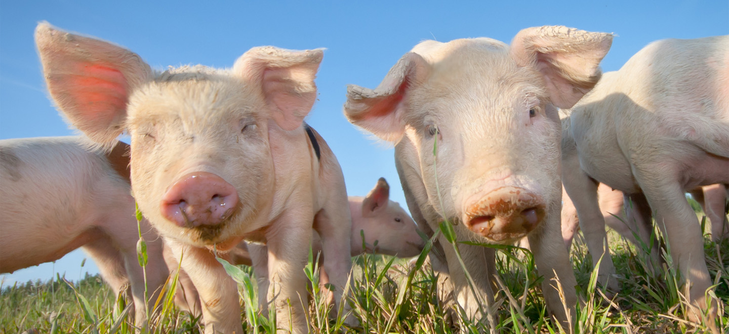 Il benessere animale negli allevamenti