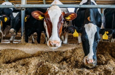 Malattie infettive animali pagina