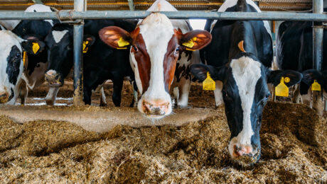 Malattie infettive animali pagina