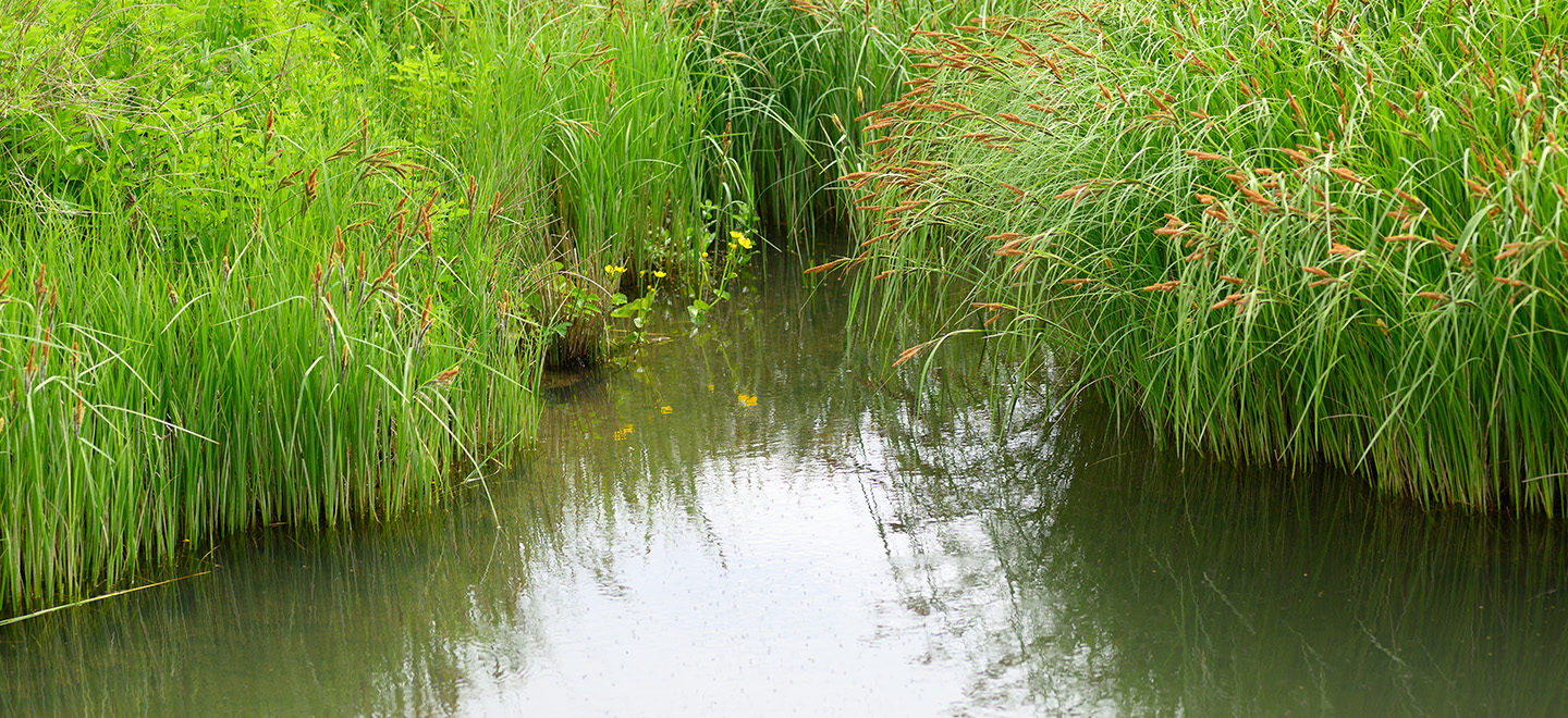 ciclo biologico delle zanzare