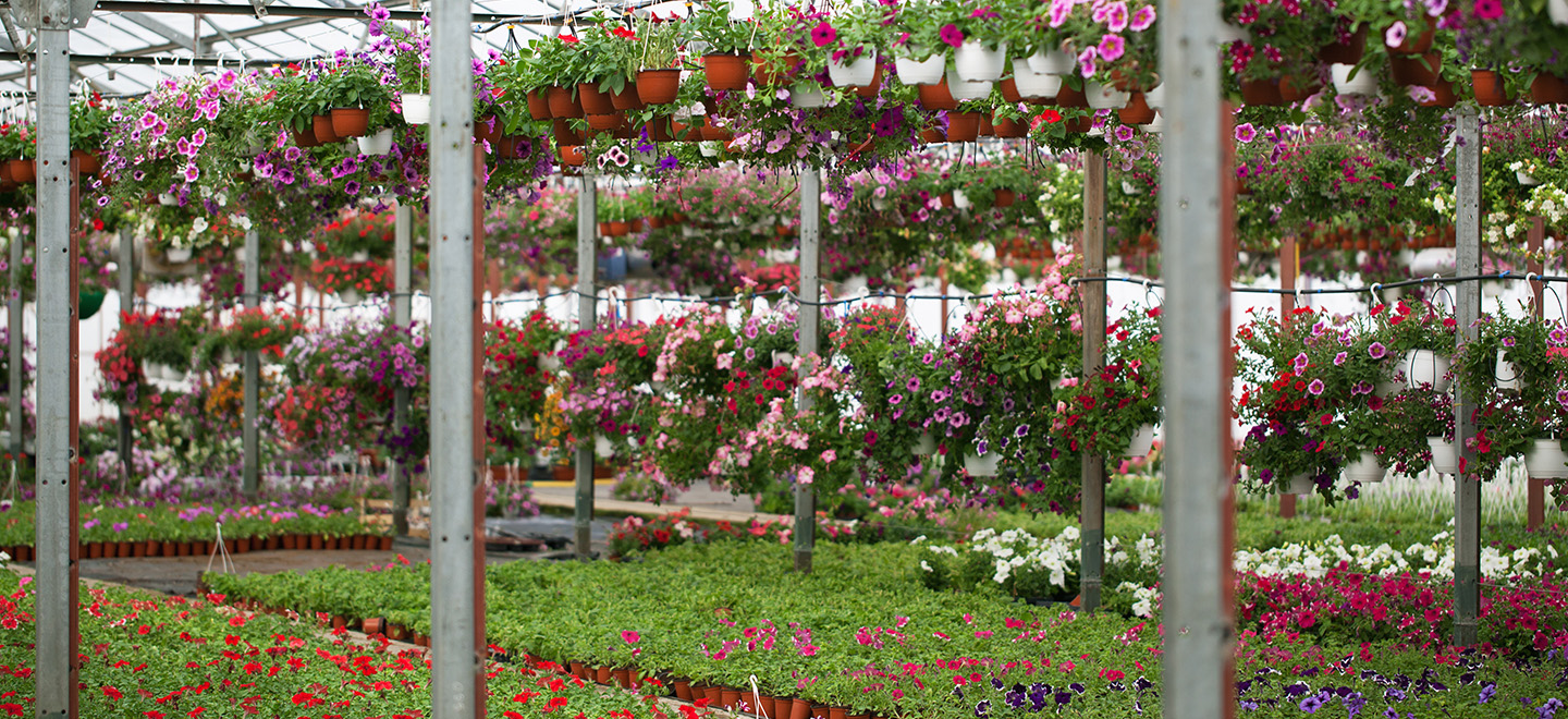 Gli habitat ideali per le zanzare