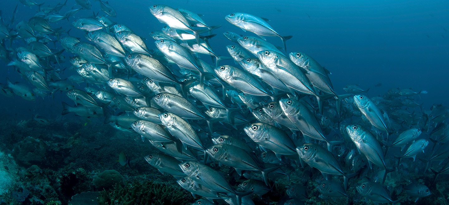 Branco di pesci nel mare