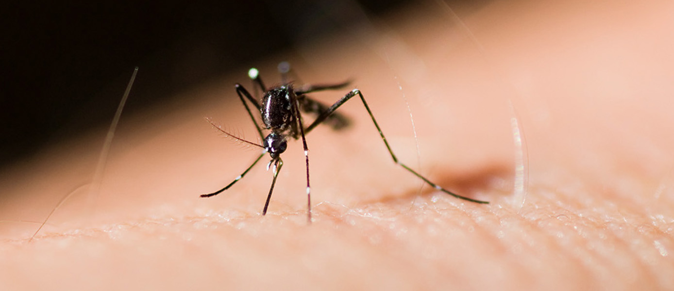 Zanzare rischi e prevenzione
